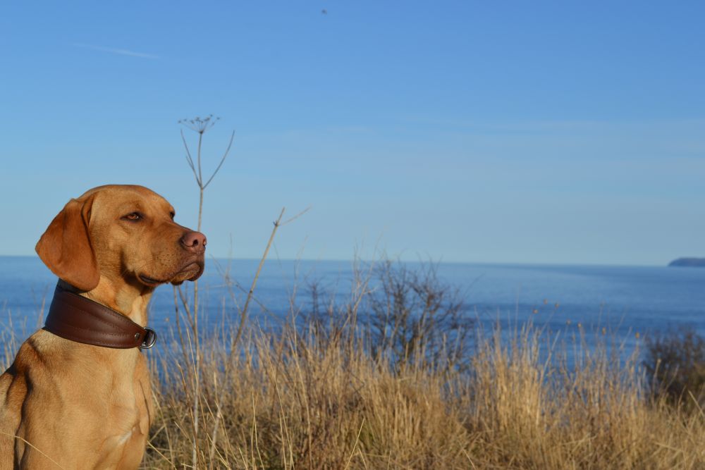 Ella (Labrador, Magyar Vizsla) Labrador Magyar Vizsla 